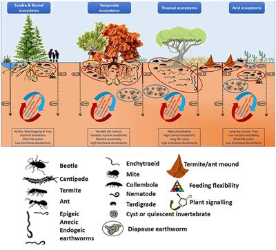 The Serendipitous Value of Soil Fauna in Ecosystem Functioning: The Unexplained Explained